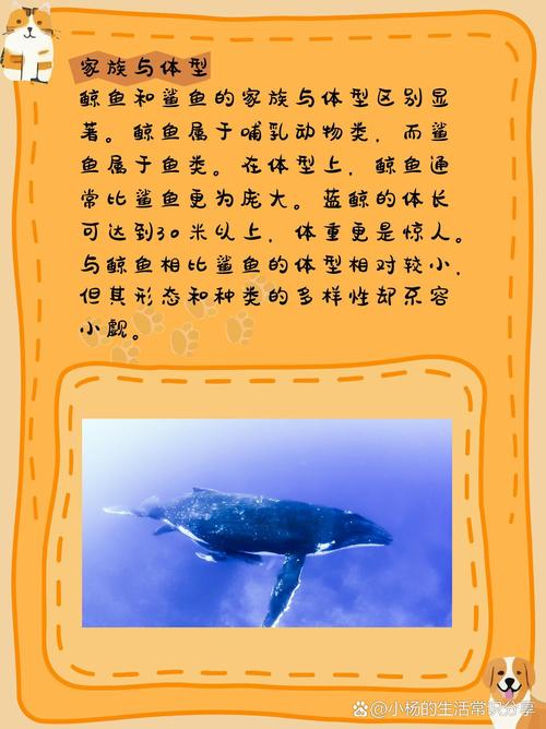 了解不同種類鯊魚的體型、價格及購買指南：烏翅真鯊、貓鯊及寵物鯊魚市場價