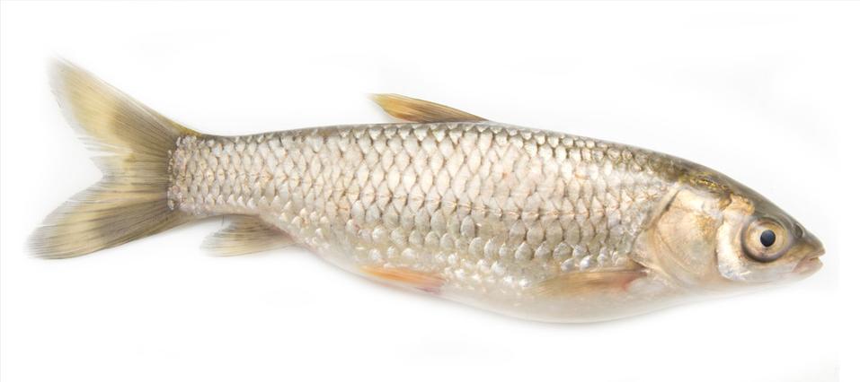 草魚鮰魚的區別_草魚鯇魚的區別_鯇魚和草魚的區別