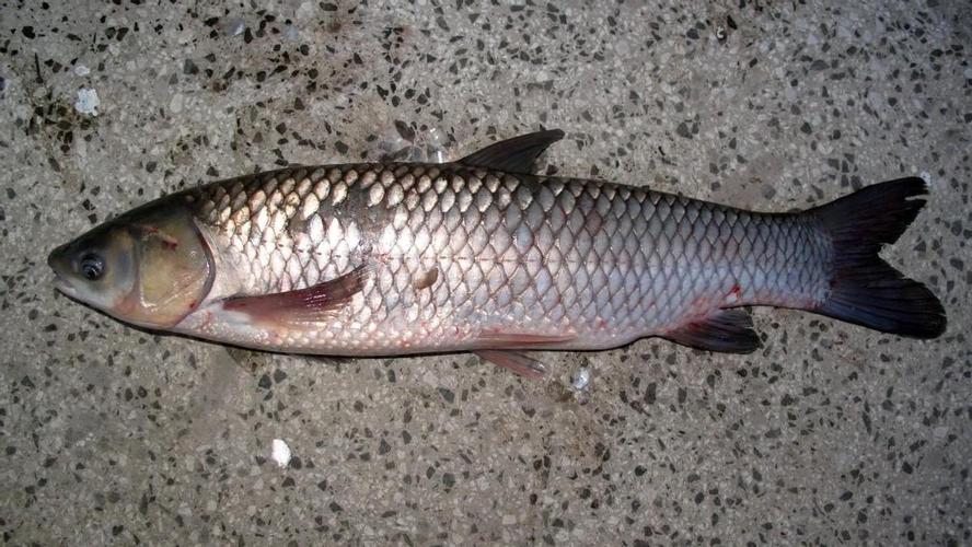 草魚鮰魚的區別_草魚鯇魚的區別_鯇魚和草魚的區別