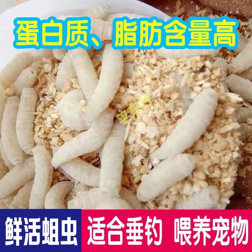 釣魚技巧視頻_釣魚視頻技巧大全_釣魚視頻教程