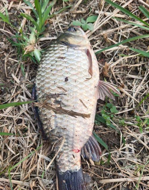 釣魚視頻水庫下載_水庫釣魚小視頻_水庫釣魚視頻