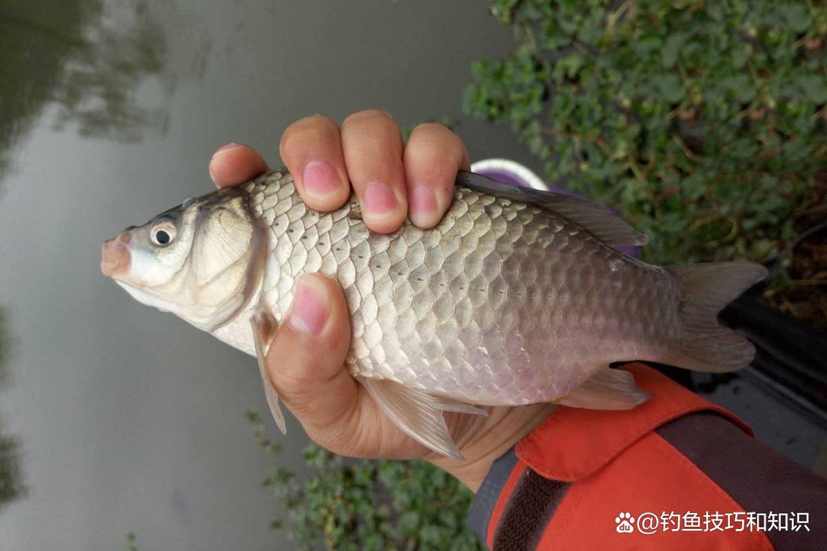 進口料釣鯽魚怎樣用法_進口鯽魚竿什么牌子好_日本進口鯽魚餌料