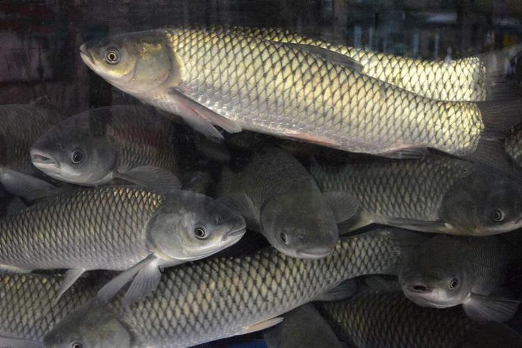 冬季垂釣草魚：精選餌料與蟲餌搭配，提升釣魚成功率