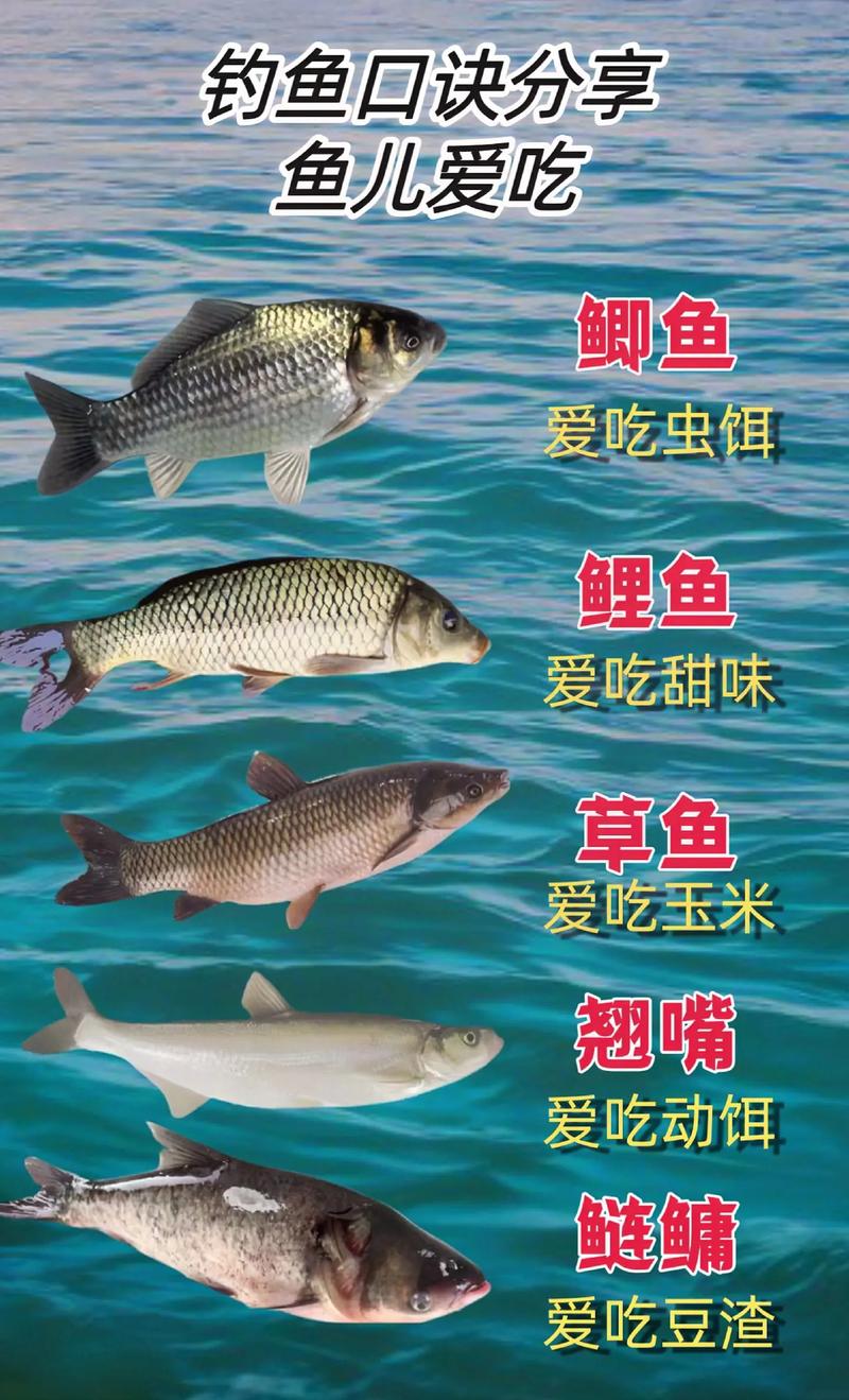 冬季釣草魚用什么商品餌最好_冬天釣草魚用什么餌最好_冬季草魚餌