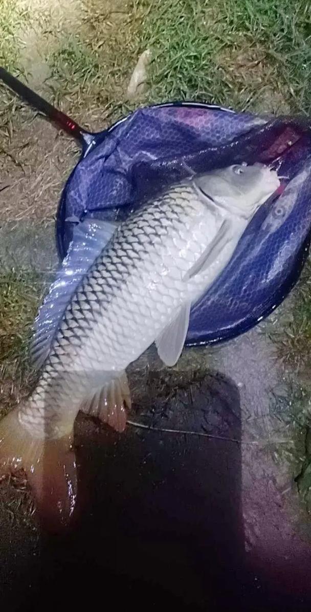 白馬山附近有沒有夜釣釣友