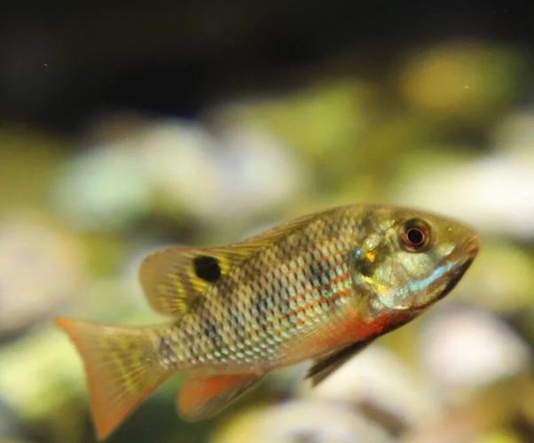 有一種魚叫做吉利慈鯛