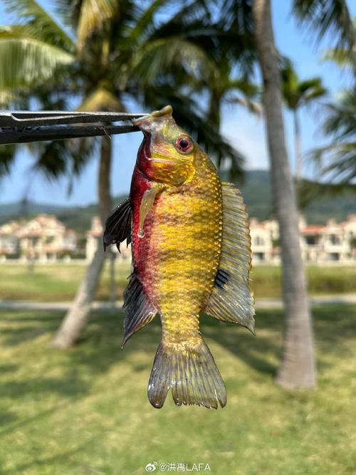 吉利叫做魚種有慈鯛的魚嗎_有一種魚叫做吉利慈鯛_吉利慈鯛是什么魚