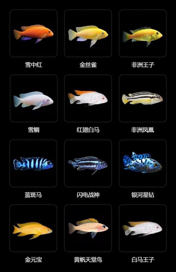 吉利慈鯛是什么魚_有一種魚叫做吉利慈鯛_吉利叫做魚種有慈鯛的魚嗎
