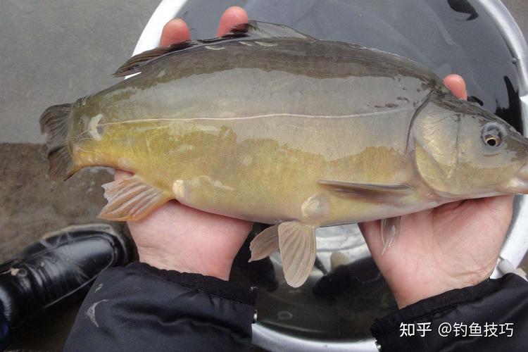 鏡鯉_鏡鯉的生活習性_釣魚百科_鏡鯉怎樣釣_釣鏡鯉的釣技釣法