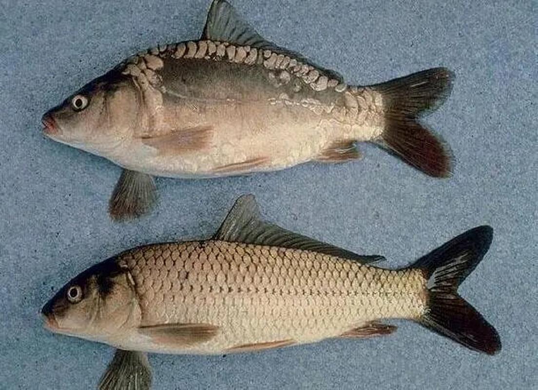 鏡鯉怎樣釣_釣鏡鯉的釣技釣法_鏡鯉_鏡鯉的生活習性_釣魚百科