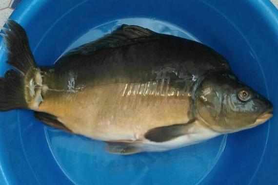 釣鏡鯉的釣技釣法_鏡鯉_鏡鯉的生活習性_釣魚百科_鏡鯉怎樣釣