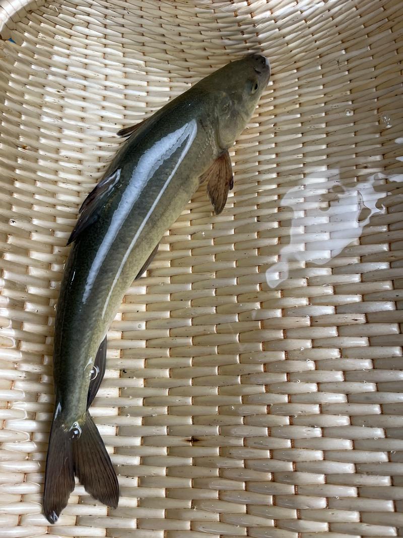 鱈魚圖片大全_大全鱈魚圖片真實_大鱈魚圖片大全