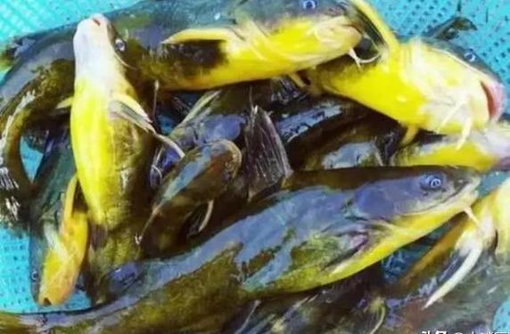 黃顙魚掉色原因及是否適合食用的全面解析
