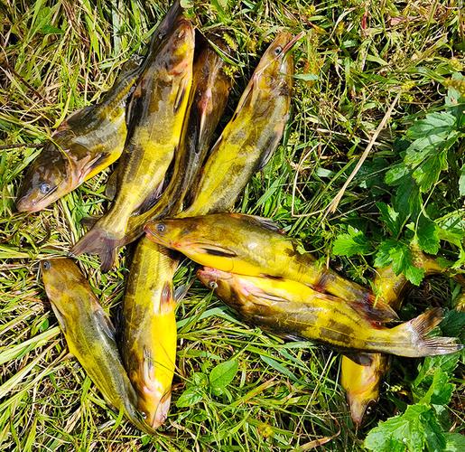 什么魚吃黃顙魚_黃顙魚吃金魚嗎_黃顙魚不適合什么人吃