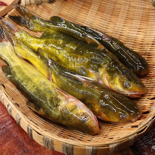 黃顙魚吃金魚嗎_什么魚吃黃顙魚_黃顙魚不適合什么人吃
