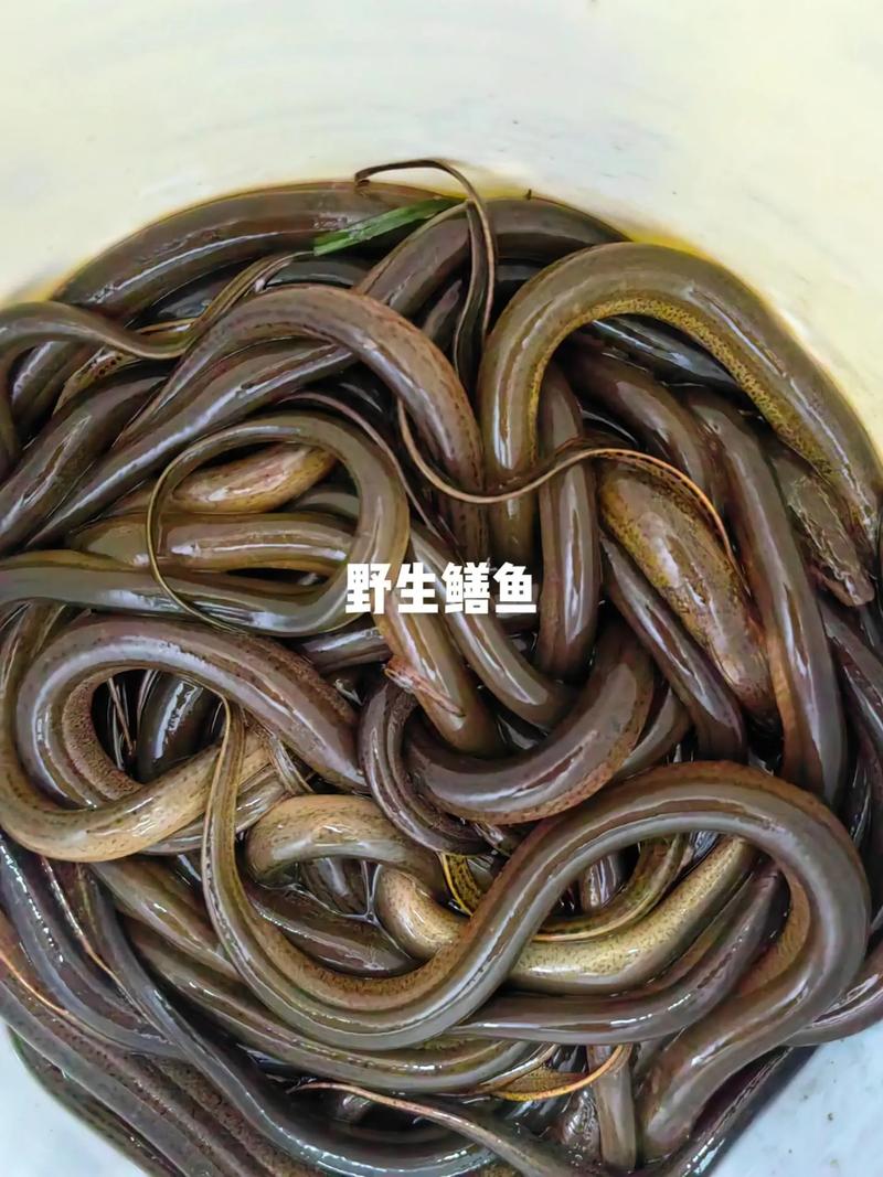 黃鱔多少錢一斤_黃鱔錢鉤有倒刺嗎_黃鱔錢在動漫中的意義