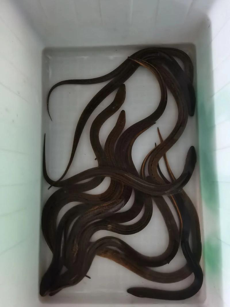 黃鱔錢在動漫中的意義_黃鱔錢孩子地獄_黃鱔多少錢一斤