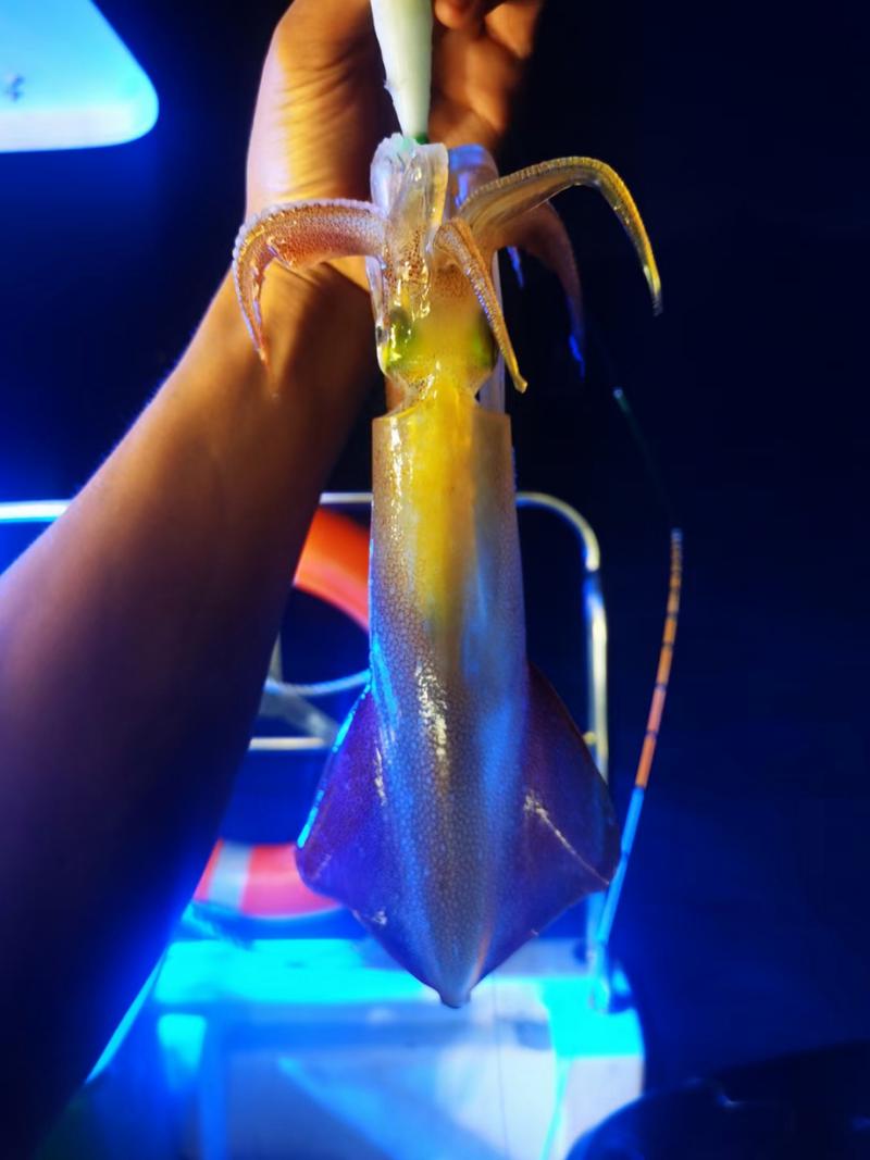 海釣魷魚_去海釣用魷魚釣能釣到魚嗎_魷魚能釣海里什么魚