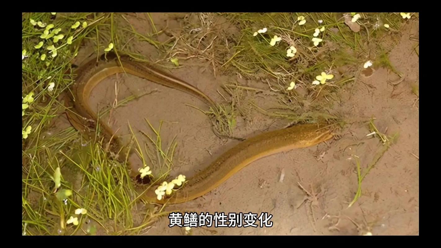 黃鱔的雌雄轉換之謎：從雌性到雄性的奇妙變化