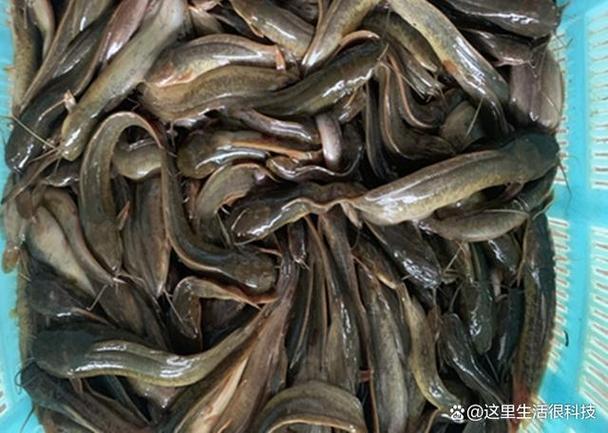 鯰魚與塘_魚塘鯰魚_鯰魚和塘鲺的區別