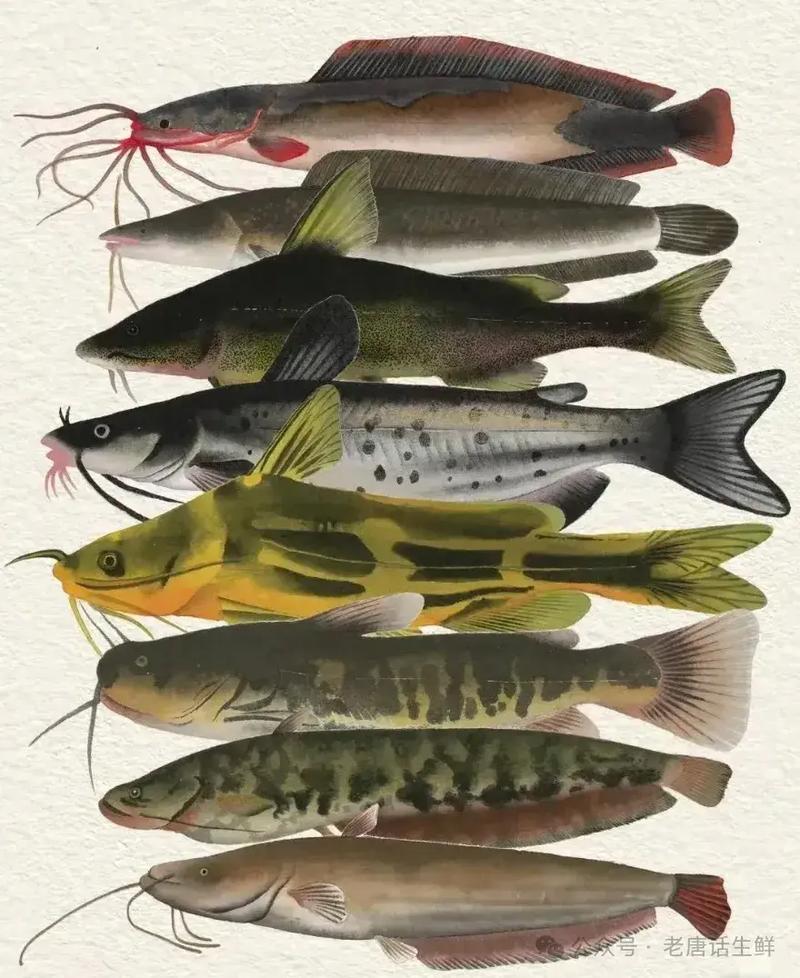 魚塘鯰魚_鯰魚和塘鲺的區別_鯰魚與塘