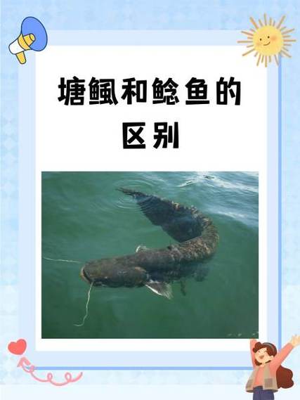 鯰魚與塘_鯰魚和塘鲺的區別_魚塘鯰魚