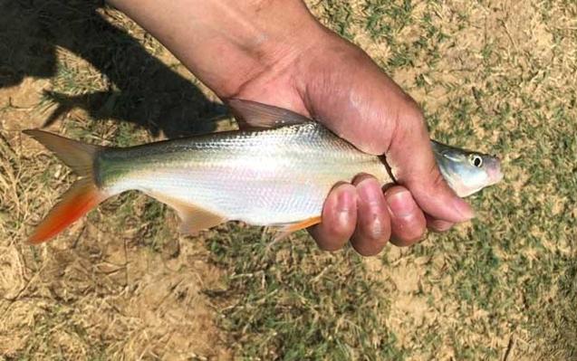 黃尾魚種類、價格及分布全解析：了解黃尾魚的生態與市場價值