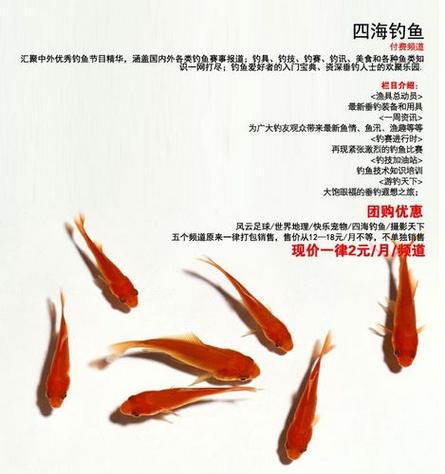 四海釣魚網_釣魚頻道四海釣魚_四海釣魚論壇