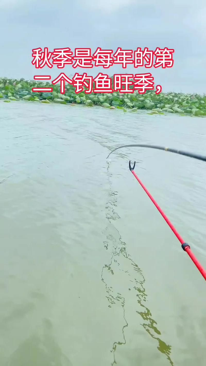 秋季野釣鯽魚用多大的鉤_秋季野釣鯽魚釣深水還是淺水_秋季野釣