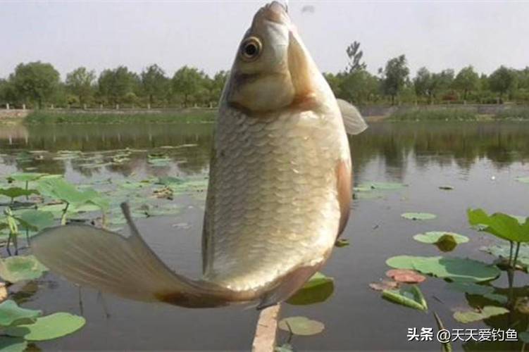 秋季野釣鯽魚用什么味型餌料_秋季野釣鯽魚用多大的鉤_秋季野釣