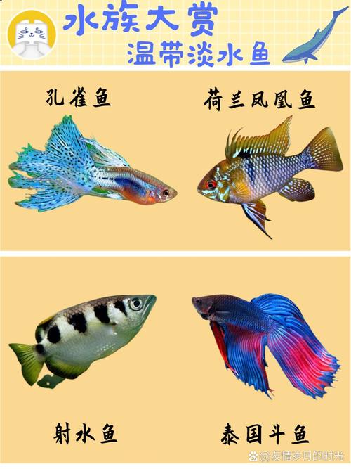 淡水魚類大全名稱圖片排名_淡水魚種類大全圖片野生_淡水魚圖片大全