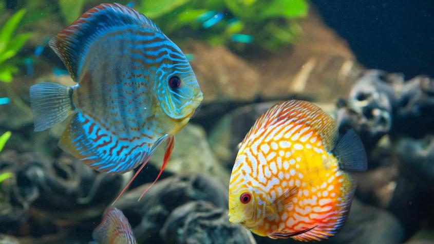 淡水魚類大全名稱圖片排名_淡水魚種類大全圖片野生_淡水魚圖片大全