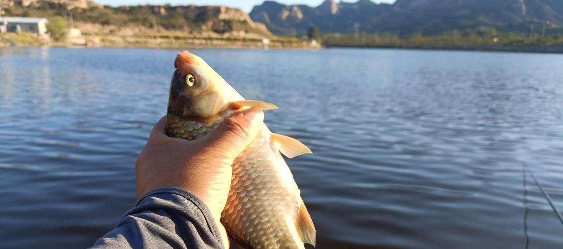 秋季釣鯽魚技巧大全_秋季釣魚技巧野釣鯽魚_秋季鯽魚釣法技巧野釣