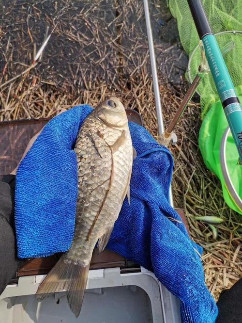 秋季釣魚技巧野釣鯽魚_秋季釣鯽魚技巧大全_秋季鯽魚釣法技巧野釣