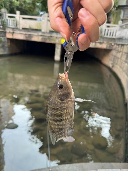 民間釣魚高手_釣魚高手民間小說_民間高手釣魚視頻