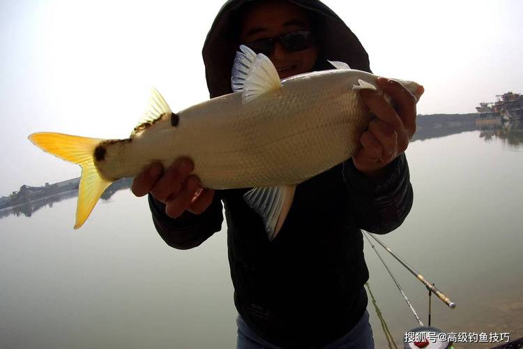 垂釣黃顙魚_釣黃顙魚用什么餌_釣黃顙魚絕招
