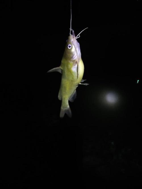 釣黃顙魚絕招_釣黃顙魚用什么餌_垂釣黃顙魚