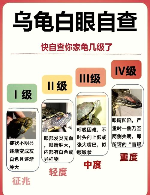 烏龜白眼病死了有迷信說法嗎_烏龜白眼病多久會死_烏龜白眼病死會死嗎
