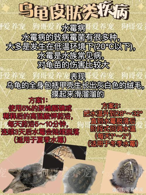 烏龜白眼病多久會死_烏龜白眼病死了有迷信說法嗎_烏龜白眼病死會死嗎