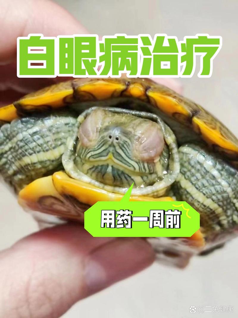 烏龜白眼病多久會死_烏龜白眼病死會死嗎_烏龜白眼病死了有迷信說法嗎