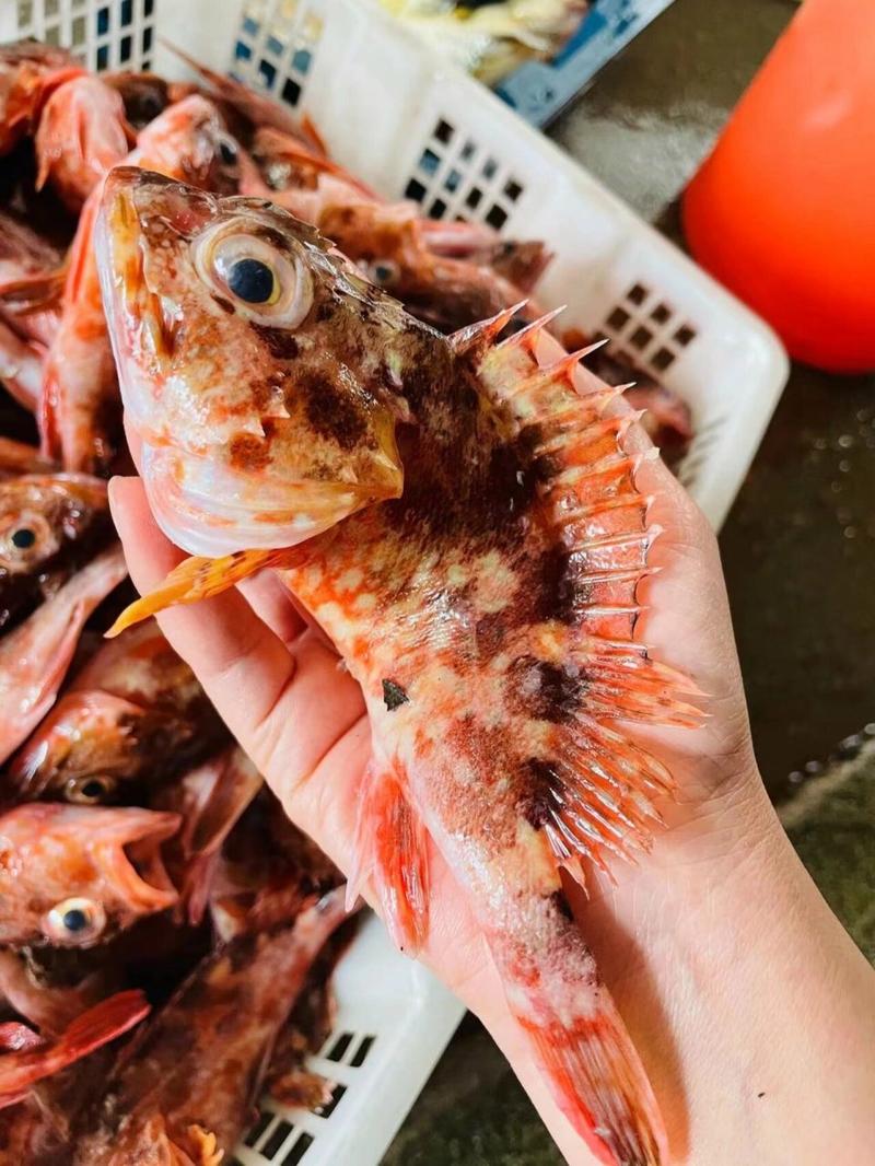 石九公_石九公是什么魚_釣魚百科_釣石是什么石頭_釣石是什么
