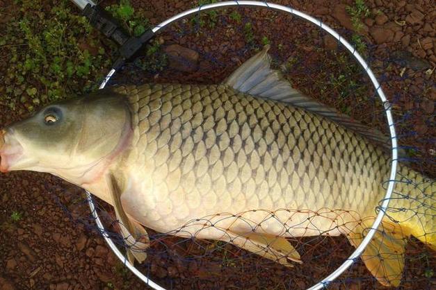 釣魚技巧：如何選用鯉魚餌料提高上鉤率，玉米、麥粒、蚯蚓、蝦肉全解析