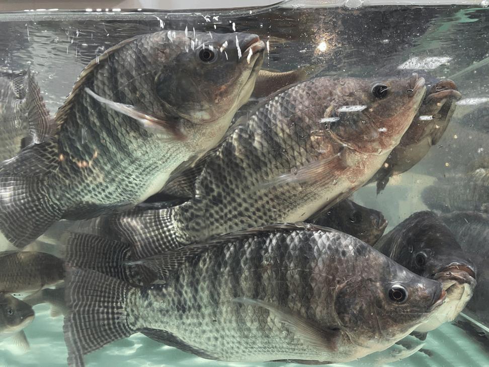 釣配方餌料羅非魚怎么搭配_釣羅非魚餌料配方_釣羅非魚餌料怎么配
