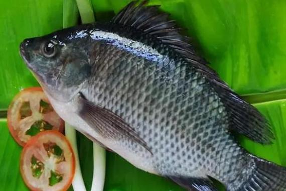 釣羅非魚餌料配方_釣羅非魚餌料怎么配_釣配方餌料羅非魚怎么搭配