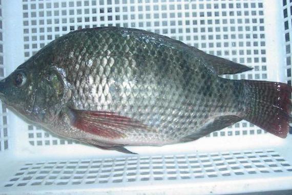 釣羅非魚餌料怎么配_釣羅非魚餌料配方_釣配方餌料羅非魚怎么搭配