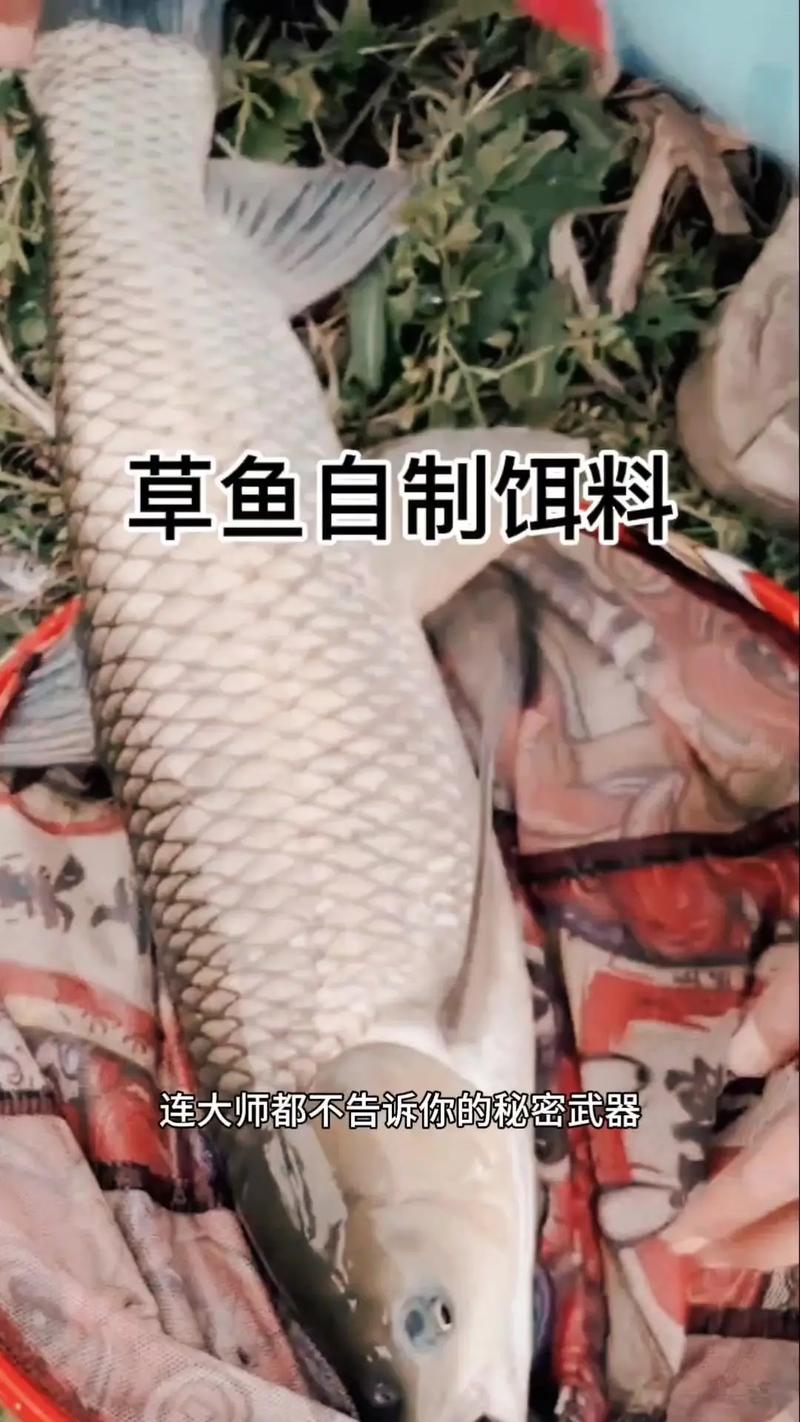 自制草魚餌料技巧：如何選擇食材和添加物提升釣魚效果