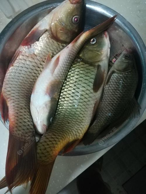 試探八桂田園老鬼餌料釣鯉魚