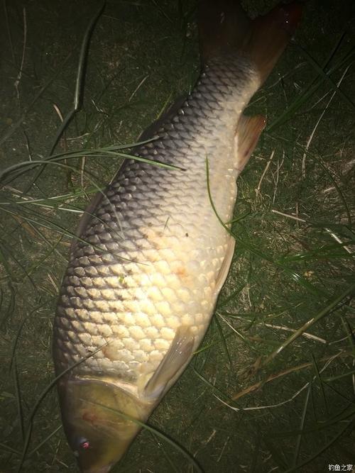 釣魚老鬼魚餌_試探八桂田園老鬼餌料釣鯉魚_老鬼的鯉魚餌哪款好用