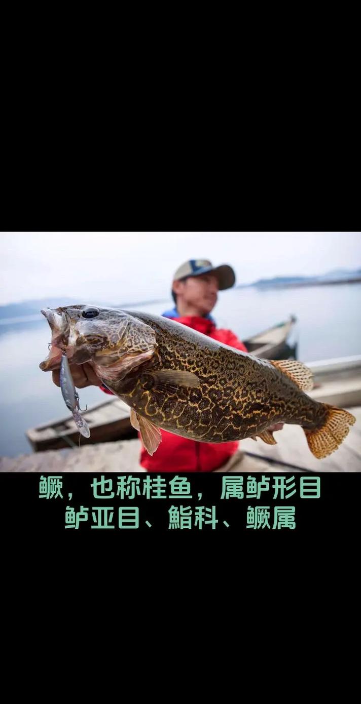 羅子花膠囊_三花五羅十八子_羅子花顆粒