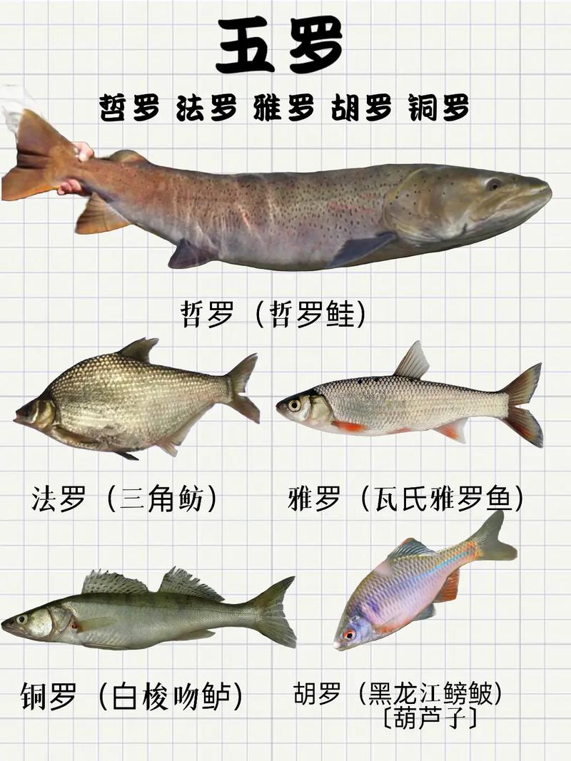 羅子花膠囊_羅子花顆粒_三花五羅十八子